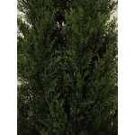 Two 4 Foot Outdoor Artificial Cedar Topiary Trees Uv Rated Potted Plants