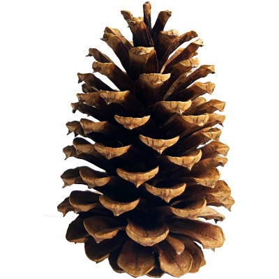 20 PineCones 3" to 4” Tall Bulk Package All Natural Bug Free and Perfect for Crafting for Home Accent Decor Pine Cones UNSCENTED 20