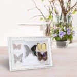 Maxmartt Butterfly Specimen,Exquisite Butterflies Insect Specimen Craft Birthday Gift Home Decor Ornament White Frame