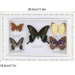 Maxmartt Butterfly Specimen,Exquisite Butterflies Insect Specimen Craft Birthday Gift Home Decor Ornament White Frame
