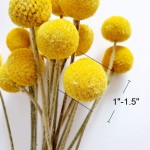 Beau Jour Dried Craspedia Yellow Billy Balls 40 Stems 1-1.5 inch in Diameter Dried Flower Branch for DIY Flower Arrangements Home Decor