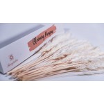 Blooming Pampas Premium Natural Dried Pampas Grass 30 pcs 19 50cm White Beige Boho Decor Flower Arrangements with Luxury Box for Protection Fluffy Flowers for Home Decor Kitchen and Wedding