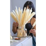 Blooming Pampas Premium Natural Dried Pampas Grass 30 pcs 19 50cm White Beige Boho Decor Flower Arrangements with Luxury Box for Protection Fluffy Flowers for Home Decor Kitchen and Wedding