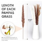 Casa Amor 90 Pcs Pampas Grass for Boho Chic Home Decor and Naturally Dried Includes 17.5in White and Brown Pampas Bunny Tails and Reed Grass White Brown Light Brown Beige