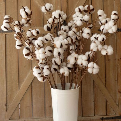 idyllic Pack of 6 Cotton Stems 31 Inches Tall 12 Cotton Bolls Per Stem Real Elastic Cotton Stalk Rustic Floral for Home Decor Wedding Centerpiece Farmhouse Style