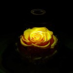 Preserved Real Roses with Colorful Mood Light Wishing Bottle,Eternal Rose，Never Withered Flowers,for Bedroom Party Table Decor Anniversary,Valentine's,Mother's Day,a Gifts for Women Yellow