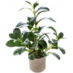 AlphaAcc 16 inch Artificial Potted Plants Indoor Office Desk Faux Peperomia Leaf Ficus Plant Realistic Small Fake Farmhouse Plants for Home Kitchen Bathroom Bedroom Decor