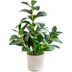 AlphaAcc 16 inch Artificial Potted Plants Indoor Office Desk Faux Peperomia Leaf Ficus Plant Realistic Small Fake Farmhouse Plants for Home Kitchen Bathroom Bedroom Decor