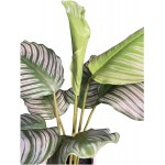 Artificial Calathea Plant W Pot 23 Floor plant Realistic for Your Home Office Floor Arrangement Plant great on the Floor on a Stand OUTDOOR INDOOR PATIO Faux Greenery Leaf Houseplant Room Décor