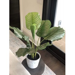 Artificial Calathea Plant W Pot 23" Floor plant Realistic for Your Home Office Floor Arrangement Plant great on the Floor on a Stand OUTDOOR INDOOR PATIO Faux Greenery Leaf Houseplant Room Décor