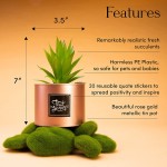 Kitzini Mini Artificial Succulents. Gift Boxed. 3 Faux Plants Indoor Use. Displayed in Rose Gold Tins Premium Fake Plants. DIY Assemble Kit +20 Reusable Stickers for Fun Plants Decor