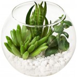 MOTINI Artificial Succulent Plants in Clear Glass Pot with Pebble Set of 3 Potted Fake Succulent Realistic Tabletop Greenery Plants for Home and Office Decoration