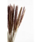 TOPHOOD 35 Pcs 17 Inches Natural Dried Pampas Grass Plants for Flowers Arrangement Carefully Boxed Pampas Grass Decor Tall Fluffy Stems Boho Decor Pompous Grass Decor Pompass Grass Branches