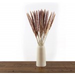 TOPHOOD 35 Pcs 17 Inches Natural Dried Pampas Grass Plants for Flowers Arrangement Carefully Boxed Pampas Grass Decor Tall Fluffy Stems Boho Decor Pompous Grass Decor Pompass Grass Branches