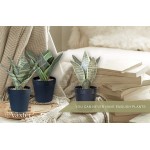 Vaxter Decor Artificial Plants for Home Decor Indoor Sansevieria Potted Snake House Plant Set of 3