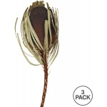 Vickerman 12 Jumbo Brown Banksia Flower with Stem Natural Preserved Dried Plant for Wedding Bouquets Home Decor or Everyday Arrangements 3 Per Pack