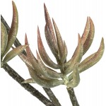 Vickerman Everyday 24 Artificial Green Aloe Spray Faux Succulent Decor Home Or Office Indoor Arrangement Accent Maintenance Free 3 Pack