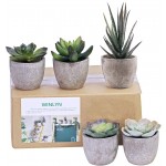 Winlyn Assorted Decorative Faux Succulent Artificial Succulent Cactus Fake Cacti Plants with Gray Pots Set of 5
