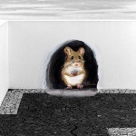 5pcs Realistic 3D Mouse Hole Wall Sticker Mouse in A Hole Wall Decal Art Stickers Vinyl Home Decor for Living Room Nursery Bedroom Kids Room Wall Decor A