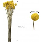 HUAESIN 30Pcs Natural Dried Flowers Craspedia Billy Balls Flowers Dried Billy Buttons Floral Bouquet for Arrangements Wedding Home Tall Vase Decor Yellow