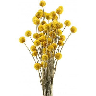 HUAESIN 30Pcs Natural Dried Flowers Craspedia Billy Balls Flowers Dried Billy Buttons Floral Bouquet for Arrangements Wedding Home Tall Vase Decor Yellow