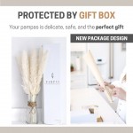 Luxury Box Protected Pampas Grass Decor 35 Pieces 17 Boho Decor Grass Decor for Dried Pampas Grass Plants Boho Home Decor Pompous Grass Pompass Grass Branches Ivory