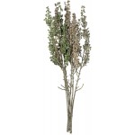 Vickerman Everyday 22 Artificial Mixed Green Senecio Spray Faux Greenery Decor Home Or Office Indoor Arrangement Accent Maintenance Free 6 Pack