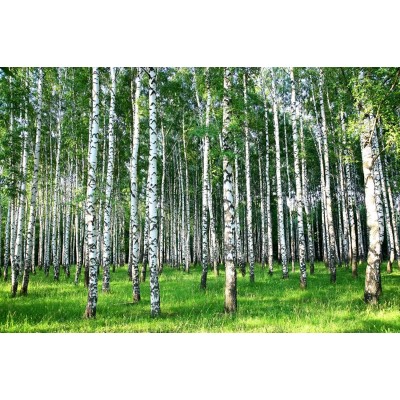 Windowpix 36x24 Inch Decorative Static Cling Window Film Sunlit Forest Trees Printed on Clear for Window Glass Panels. UV Protection Energy Saving.