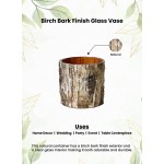 Serene Spaces Living Large Glass Interior Birch Bark Vase Decorative Centerpiece Rustic Accent Piece Ideal for Natural Wedding Tablescape Events Vintage Home Decor Measures 6 Diameter & 6 Tall