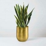Serene Spaces Living Raw Brass Vase Brass Decorative Accents Use as Brass Planter for Plant Gold Flower Vase for Wedding or Event Centerpiece Metallic Pot for Home Measures 5 Tall & 4 Diameter