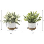 Flora Bunda Artificial Succulent Faux Plant Eucalyptus & Tea Leaf in 3.75 Cement Pot with Wood Base，Set of 2