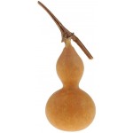 shamjina Natural Dry Gourd Decorative Dried Flowers Fruits Accents Gourd Bottle Small for