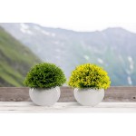 Mini Artificial Plant in White Ceramic Pot | Decorative Faux Plant for Home Office Decor | Small Potted Topiary | Farmhouse Decor Accent | Desk Kitchen Bathroom Shelf Fake Plant Yellow & Green